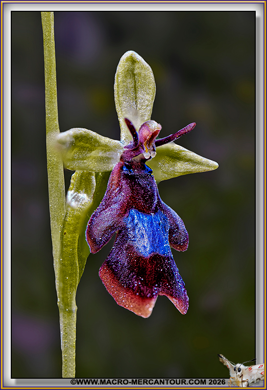 Ophrys mouche